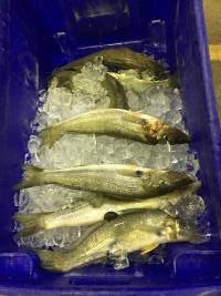 Looks like the one at the bottom has their fish bladder coming out (common in deep sea fishing) - Captured at Sydney Fish Market, Pyrmont NSW Australia.