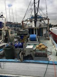 Captured at Sydney Fish Market, Pyrmont NSW Australia.