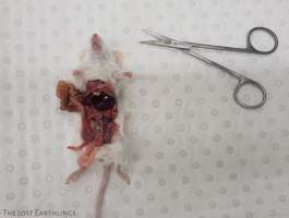 Student Dissection - She was injected with reproductive hormones and gassed the following morning. Her life was taken so that students could examine her reproductive anatomy. I often hear the phrase