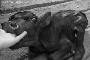Bobby calf at the sale yard - Via The Lost Earthlings (www.facebook.com/thelostearthlings) - Captured at Camden Livestock Selling Complex, Camden NSW Australia.