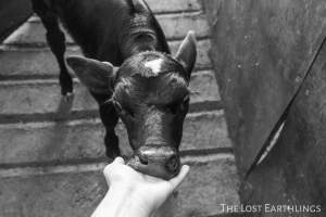 Bobby calf at the sale yard - Via The Lost Earthlings (www.facebook.com/thelostearthlings) - Captured at Camden Livestock Selling Complex, Camden NSW Australia.