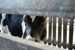 Bobby calf at the sale yard - Via The Lost Earthlings (www.facebook.com/thelostearthlings) - Captured at Camden Livestock Selling Complex, Camden NSW Australia.