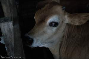 Bobby calf at the sale yard - Via The Lost Earthlings (www.facebook.com/thelostearthlings) - Captured at Camden Livestock Selling Complex, Camden NSW Australia.
