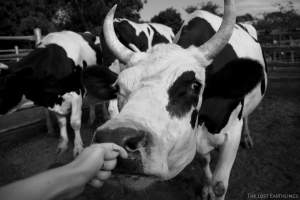 Dairy bull at the sale yard - Via The Lost Earthlings (www.facebook.com/thelostearthlings) - Captured at Camden Livestock Selling Complex, Camden NSW Australia.