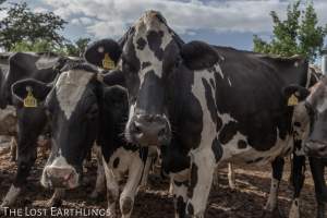"Spent" dairy cows waiting at the sale yard - Via The Lost Earthlings (www.facebook.com/thelostearthlings) - Captured at Camden Livestock Selling Complex, Camden NSW Australia.