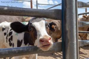 Bobby calf at the sale yard - Via The Lost Earthlings (www.facebook.com/thelostearthlings) - Captured at Camden Livestock Selling Complex, Camden NSW Australia.