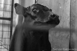 Bobby calf at the sale yard - Via The Lost Earthlings (www.facebook.com/thelostearthlings) - Captured at Camden Livestock Selling Complex, Camden NSW Australia.