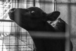 Bobby calf at the sale yard - Via The Lost Earthlings (www.facebook.com/thelostearthlings) - Captured at Camden Livestock Selling Complex, Camden NSW Australia.