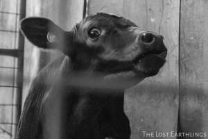 Bobby calf at the sale yard - Via The Lost Earthlings (www.facebook.com/thelostearthlings) - Captured at Camden Livestock Selling Complex, Camden NSW Australia.