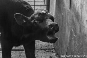 Bobby calf at the sale yard - Via The Lost Earthlings (www.facebook.com/thelostearthlings) - Captured at Camden Livestock Selling Complex, Camden NSW Australia.