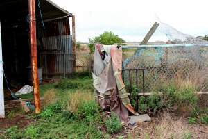 Abandoned Knackery - In 2012 the Coalition for the Protection of Racehorses exposed the barbaric practices of the Laverton Knackery where thousands of horses as well as goats and other animals were shot and sold as pet food ( https://youtu.be/D5quRrEsoYc ). As usual, the supposed 'animal welfare' authorities failed to do anything but scandals continued to plague the business and it gradually ground to a halt in 2017. What remains today is the abandoned buildings and pens, overgrown with weeds, trashed by vandals, and macabre remnants of the animals who once endured this hell. May all slaughterhouses soon be nothing more than abandoned buildings. - Captured at Laverton Knackery, Truganina VIC Australia.