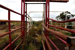 Abandoned Knackery - In 2012 the Coalition for the Protection of Racehorses exposed the barbaric practices of the Laverton Knackery where thousands of horses as well as goats and other animals were shot and sold as pet food ( https://youtu.be/D5quRrEsoYc ). As usual, the supposed 'animal welfare' authorities failed to do anything but scandals continued to plague the business and it gradually ground to a halt in 2017. What remains today is the abandoned buildings and pens, overgrown with weeds, trashed by vandals, and macabre remnants of the animals who once endured this hell. May all slaughterhouses soon be nothing more than abandoned buildings. - Captured at Laverton Knackery, Truganina VIC Australia.