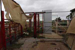 Abandoned Knackery - In 2012 the Coalition for the Protection of Racehorses exposed the barbaric practices of the Laverton Knackery where thousands of horses as well as goats and other animals were shot and sold as pet food ( https://youtu.be/D5quRrEsoYc ). As usual, the supposed 'animal welfare' authorities failed to do anything but scandals continued to plague the business and it gradually ground to a halt in 2017. What remains today is the abandoned buildings and pens, overgrown with weeds, trashed by vandals, and macabre remnants of the animals who once endured this hell. May all slaughterhouses soon be nothing more than abandoned buildings. - Captured at Laverton Knackery, Truganina VIC Australia.