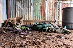 Abandoned Knackery - In 2012 the Coalition for the Protection of Racehorses exposed the barbaric practices of the Laverton Knackery where thousands of horses as well as goats and other animals were shot and sold as pet food ( https://youtu.be/D5quRrEsoYc ). As usual, the supposed 'animal welfare' authorities failed to do anything but scandals continued to plague the business and it gradually ground to a halt in 2017. What remains today is the abandoned buildings and pens, overgrown with weeds, trashed by vandals, and macabre remnants of the animals who once endured this hell. May all slaughterhouses soon be nothing more than abandoned buildings. - Captured at Laverton Knackery, Truganina VIC Australia.