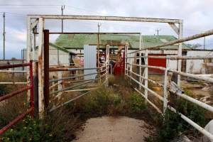 Abandoned Knackery - In 2012 the Coalition for the Protection of Racehorses exposed the barbaric practices of the Laverton Knackery where thousands of horses as well as goats and other animals were shot and sold as pet food ( https://youtu.be/D5quRrEsoYc ). As usual, the supposed 'animal welfare' authorities failed to do anything but scandals continued to plague the business and it gradually ground to a halt in 2017. What remains today is the abandoned buildings and pens, overgrown with weeds, trashed by vandals, and macabre remnants of the animals who once endured this hell. May all slaughterhouses soon be nothing more than abandoned buildings. - Captured at Laverton Knackery, Truganina VIC Australia.