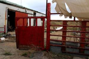 Abandoned Knackery - In 2012 the Coalition for the Protection of Racehorses exposed the barbaric practices of the Laverton Knackery where thousands of horses as well as goats and other animals were shot and sold as pet food ( https://youtu.be/D5quRrEsoYc ). As usual, the supposed 'animal welfare' authorities failed to do anything but scandals continued to plague the business and it gradually ground to a halt in 2017. What remains today is the abandoned buildings and pens, overgrown with weeds, trashed by vandals, and macabre remnants of the animals who once endured this hell. May all slaughterhouses soon be nothing more than abandoned buildings. - Captured at Laverton Knackery, Truganina VIC Australia.