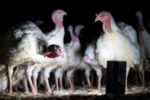 Curious Turkeys - Captured at Toralbo - Ingham Turkey Farm, Marulan NSW Australia.