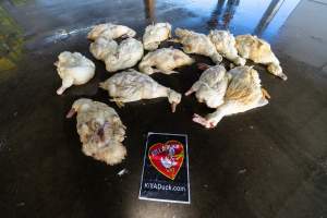 Dead ducks on floor of slaughterhouse - Photograph taken during protest at Luv-A-Duck facility in November 2018. - Captured at Luv-A-Duck Abattoir, Nhill VIC Australia.