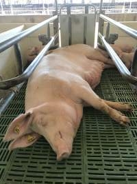 Captured at Glasshouse Country Farms, Beerburrum QLD Australia.