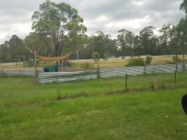 Captured at Abernethy Greyhound Education Centre, Abernethy NSW Australia.