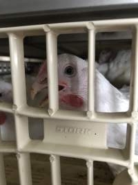 The chickens were showing signs of severe heat stress - Captured at Golden Cockerel Poultry Abattoir, Mount Cotton QLD Australia.