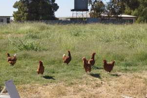 PoultryFarmsAustralia.com.au listing photo - http://www.poultryfarmsaustralia.com.au/property-past-details/vic/tresco-west/79.html - Captured at Free range egg farm, Tresco West VIC Australia.