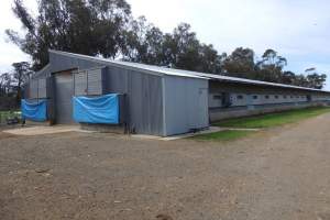 PoultryFarmsAustralia.com.au listing photo - http://www.poultryfarmsaustralia.com.au/property-details/vic/freshwater-creek/140.html - Captured at RSPCA-approved broiler farm, Freshwater Creek VIC Australia.