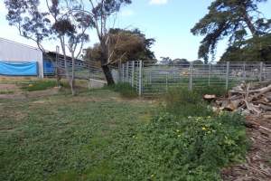 PoultryFarmsAustralia.com.au listing photo - http://www.poultryfarmsaustralia.com.au/property-details/vic/freshwater-creek/140.html - Captured at RSPCA-approved broiler farm, Freshwater Creek VIC Australia.