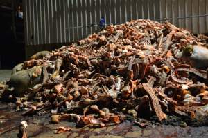 Pile of bones and bodies outside rendering plant - Captured at MBL Proteins - Keith Division, Sherwood SA Australia.