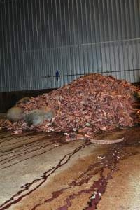 Pile of bones and bodies outside rendering plant - Captured at MBL Proteins - Keith Division, Sherwood SA Australia.