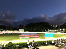 Wentworth Park Greyhounds - Captured at Wentworth Park, Glebe NSW Australia.