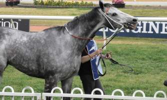 Rosehill Racecourse - Chautauqua - Captured at Rosehill Racecourse, Rosehill NSW Australia.