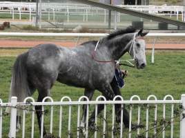 Rosehill Racecourse - Chautauqua - Captured at Rosehill Racecourse, Rosehill NSW Australia.