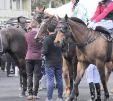 Royal Randwick Racecourse - Post-race: the stress in their eyes says it all. - Captured at Royal Randwick Racecourse, Randwick NSW Australia.