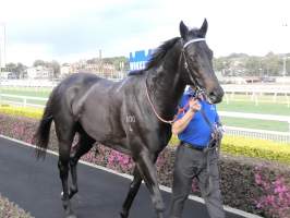 Royal Randwick Racecourse - Racehorse 'Kementari' after racing. - Captured at Royal Randwick Racecourse, Randwick NSW Australia.