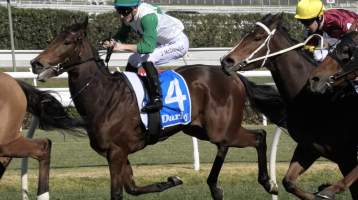 Royal Randwick Racecourse - A jockey pulls heavily on a horse's mouth while racing. - Captured at Royal Randwick Racecourse, Randwick NSW Australia.