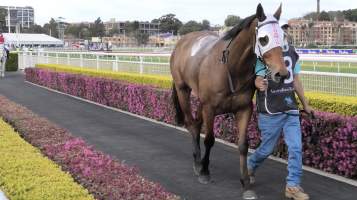 Royal Randwick Racecourse - Captured at Royal Randwick Racecourse, Randwick NSW Australia.