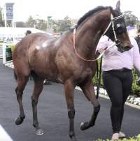 Royal Randwick Racecourse - Racehorse 'The Monstar' after racing. - Captured at Royal Randwick Racecourse, Randwick NSW Australia.