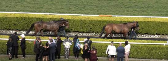 Royal Randwick Racecourse - Horses are led back to the raceday stables after competing. - Captured at Royal Randwick Racecourse, Randwick NSW Australia.