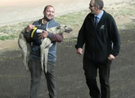 Bulli Greyhounds - Devine Joy suffered a broken hock while racing. She was carried off the track and then euthanised shortly afterwards. - Captured at Bulli Greyhounds, Bulli NSW Australia.