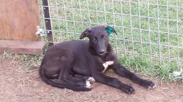 Racing Greyhounds - Ear Tattoos - Ink is put inside the puppies ear before they are tattooed or branded for identification. - Captured at Clargo Road, Burcher NSW.