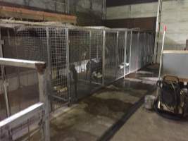 Racing Greyhounds - Kennels