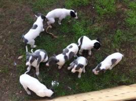 Racing Greyhound Puppies