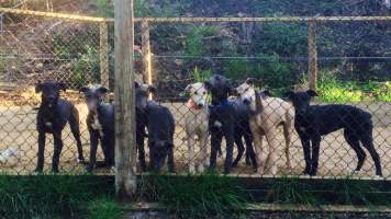 Racing Greyhound Puppies