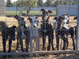 Racing Greyhound Puppies