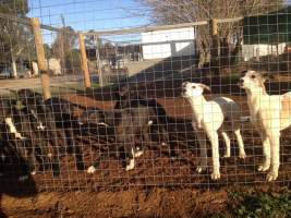 Racing Greyhound Puppies