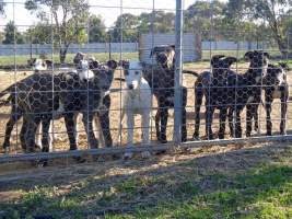 Racing Greyhound Puppies