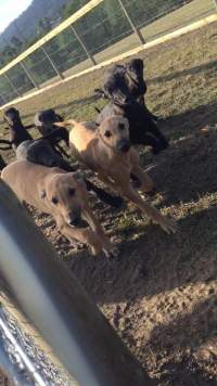 Racing Greyhound Puppies