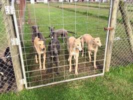 Racing Greyhound Puppies