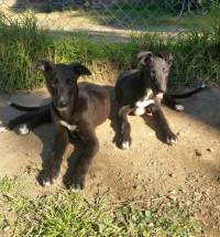 Racing Greyhound Puppies